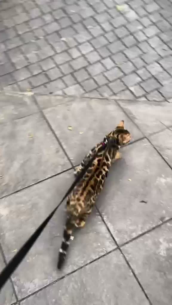 Bengal Kitten, farm video