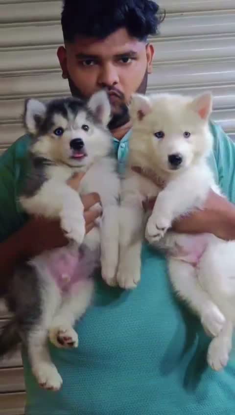 Siberian Husky Puppy | Black & White Color, farm video