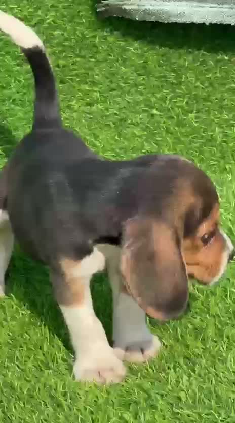 Beagle Black & Tan Puppy, farm video