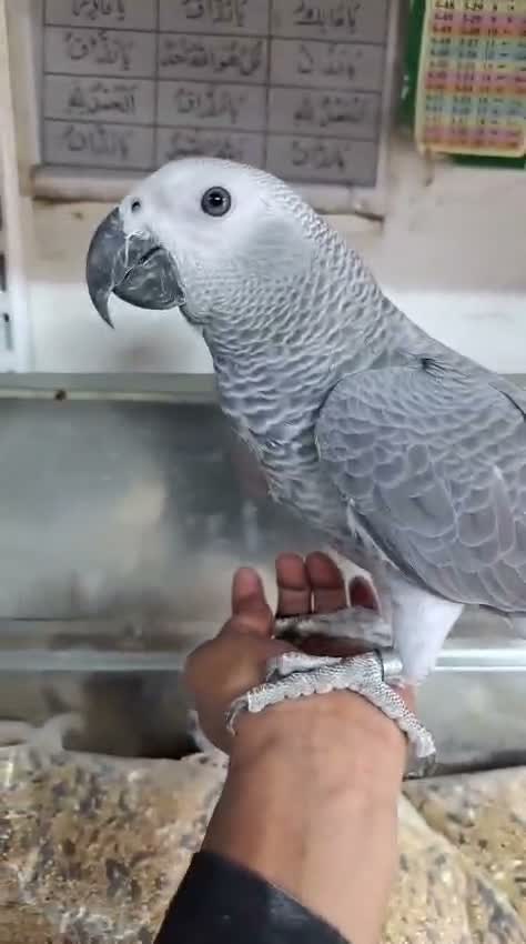 African Grey Parrot, farm video