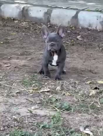 Dachshund Puppy | Brown & Tan, farm video