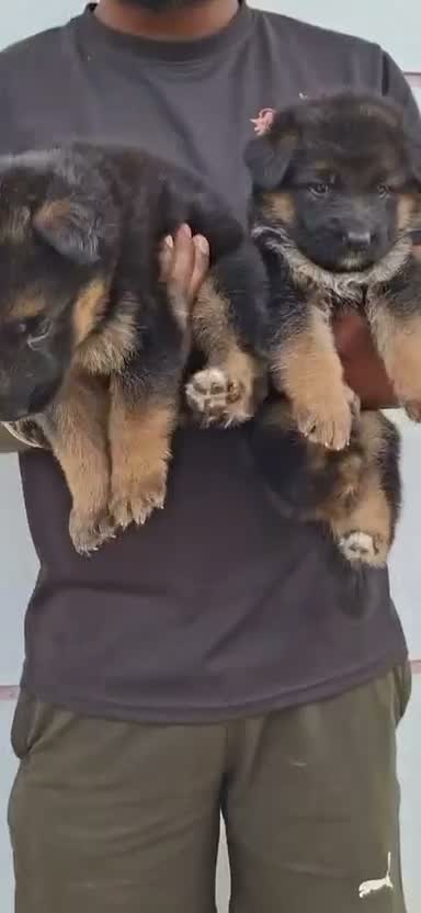 Dachshund Puppy | Brown, farm video