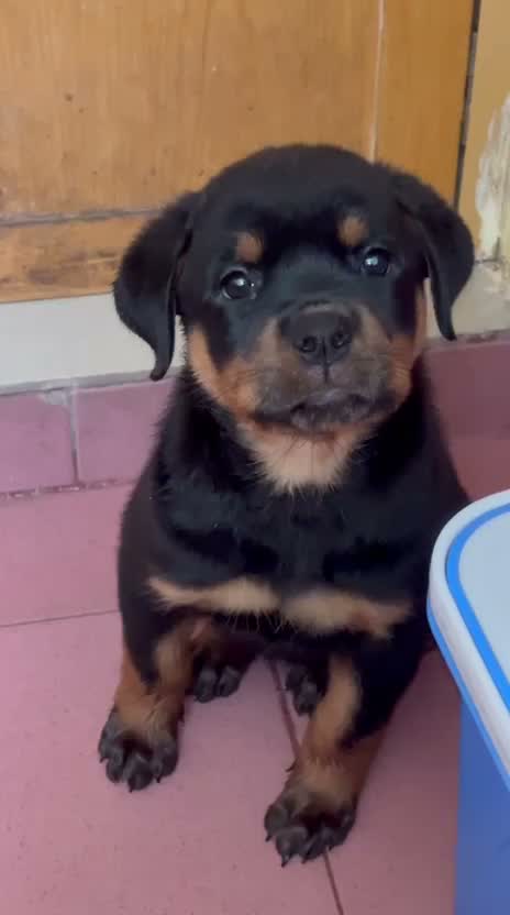 Dachshund Puppy | Brown, farm video