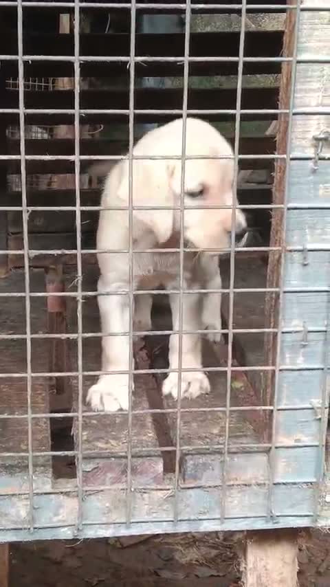 Beagle Black & Tan Puppy, farm video