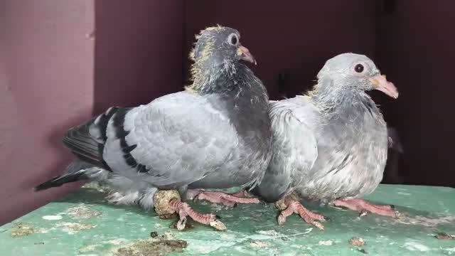 Satin Pigeon, farm video