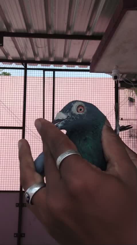 Satin Pigeon, farm video