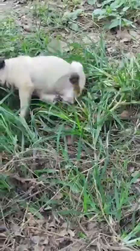 Pug Puppy, farm video