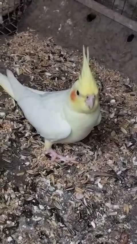 Cockatiel, farm video