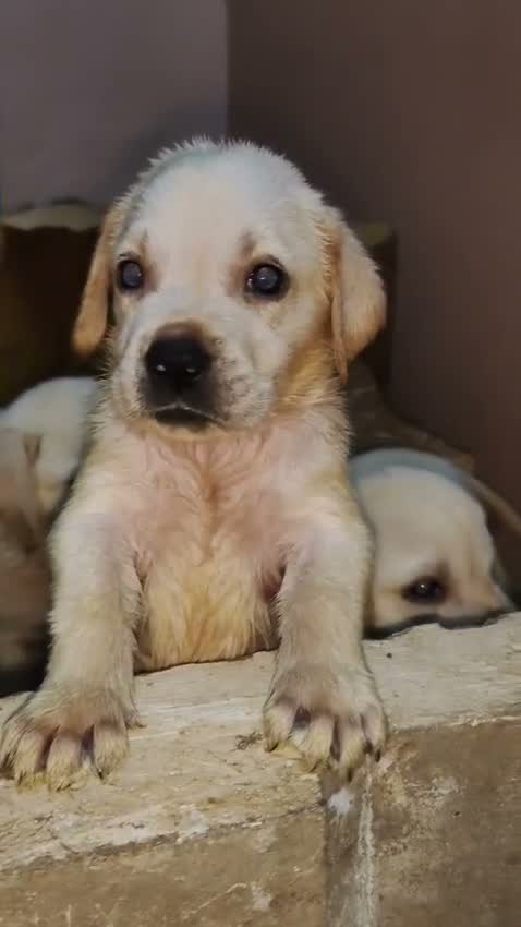 Beagle Black & Tan Puppy, farm video