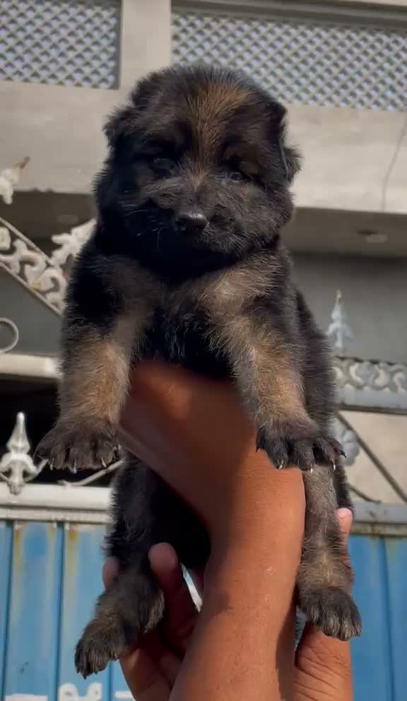 German Shepherd Puppy, farm video