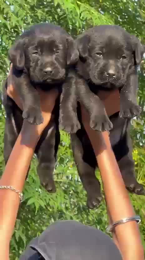 Beagle Black & Tan Puppy, farm video
