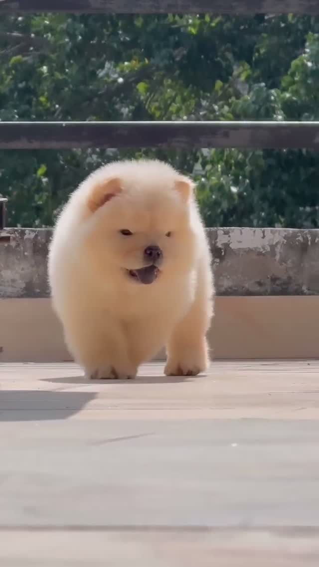 Chow Chow Puppies, farm video