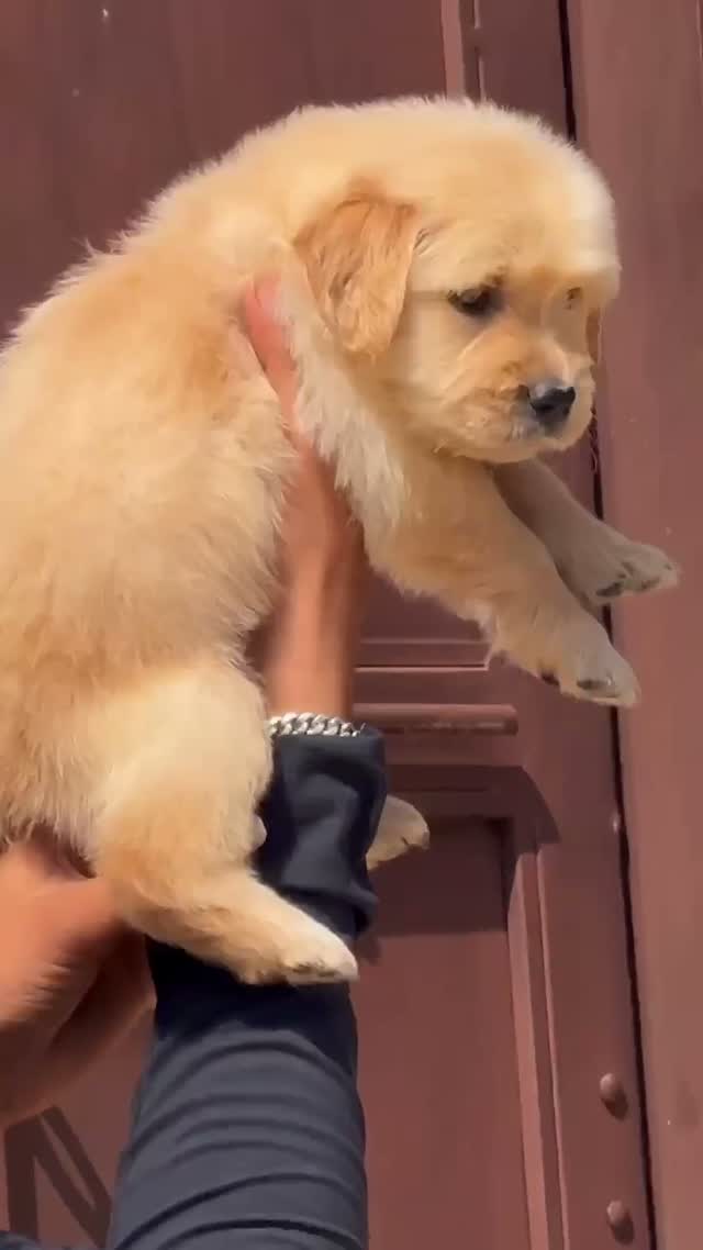 Golden Retriever, farm video