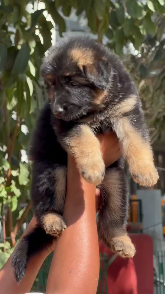 German Shepherd Puppy, farm video