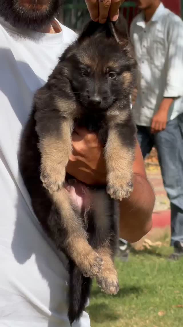 German Shepherd Puppy, farm video