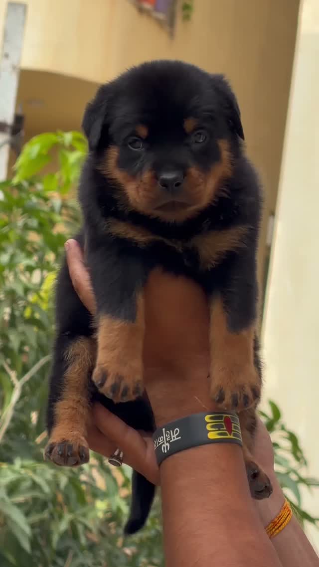 Rottweiler Puppy, farm video