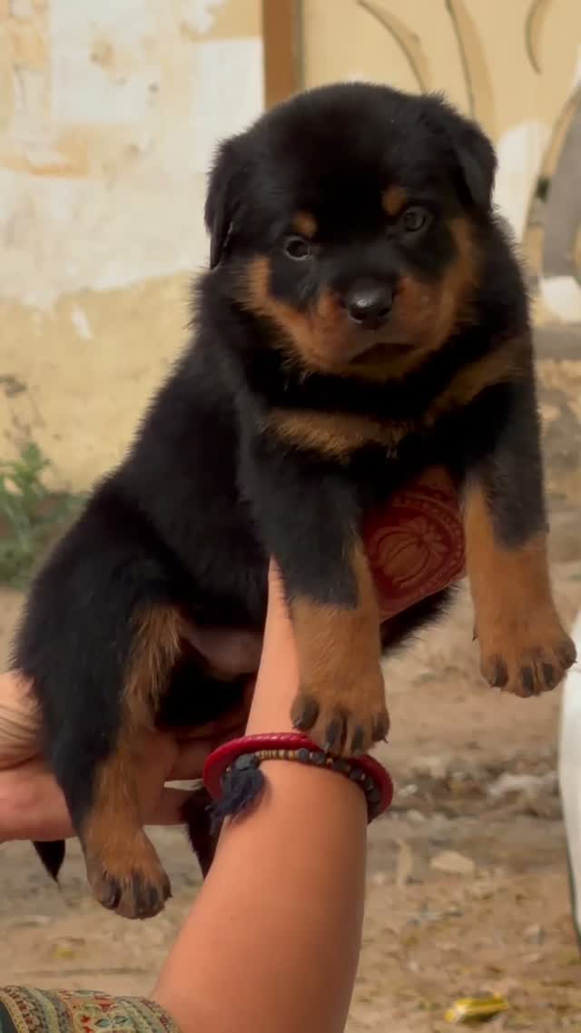 Rottweiler Puppy, farm video