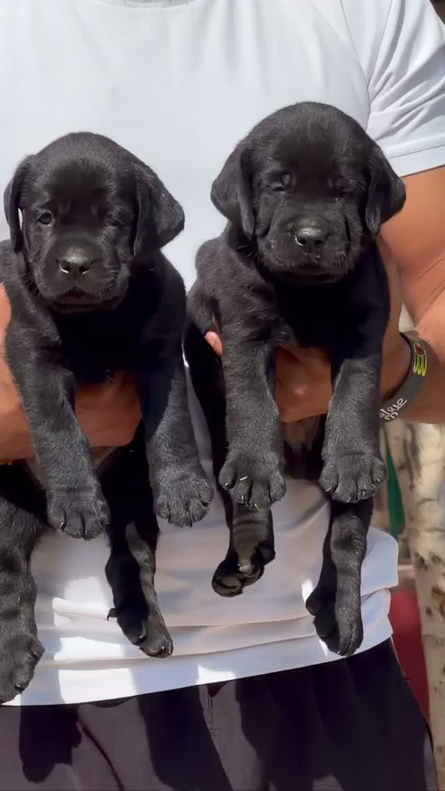 Beagle Black & Tan Puppy, farm video