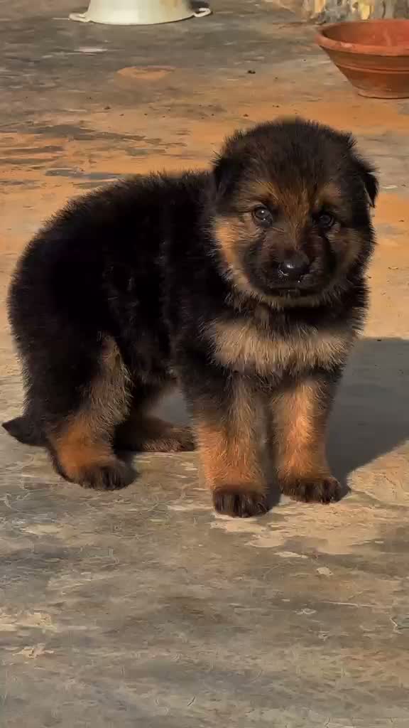 German Shepherd Puppy, farm video