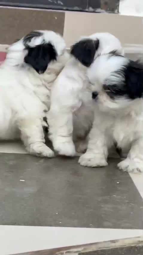 Shih Tzu | Black Color, farm video