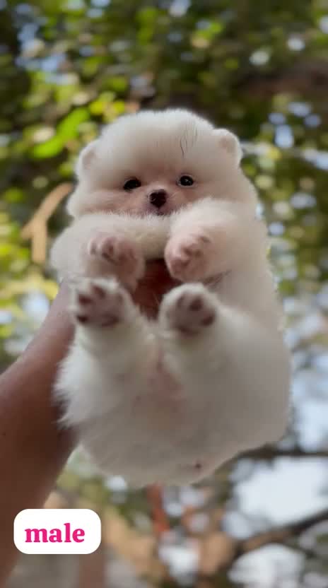 Pomeranian Puppy, farm video