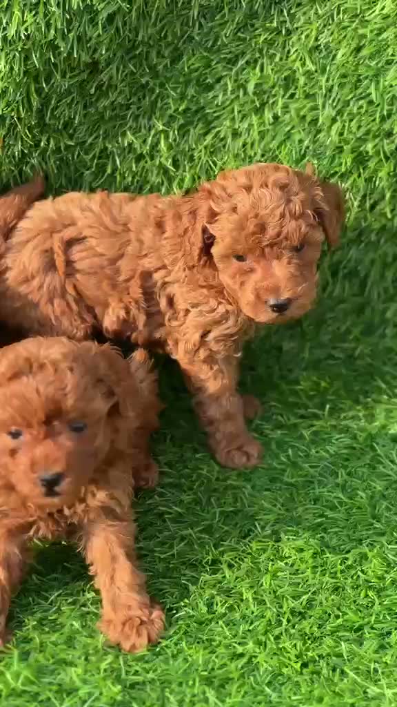 Standard Poodle Puppy, farm video