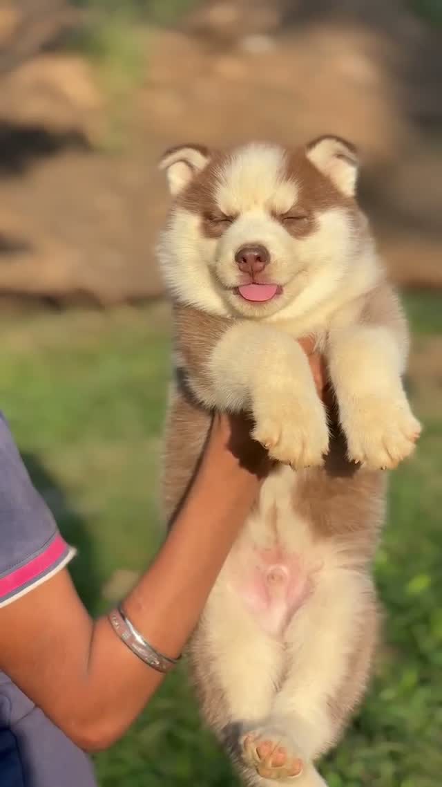 Siberian Husky Puppy | Black & White Color, farm video