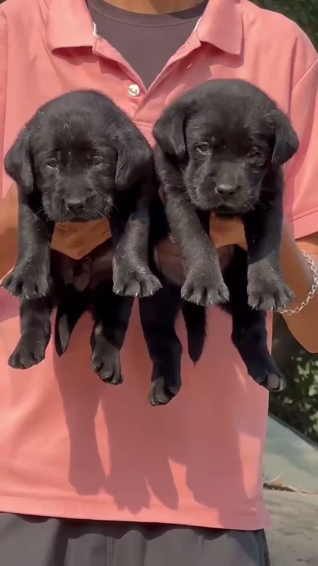 Beagle Black & Tan Puppy, farm video