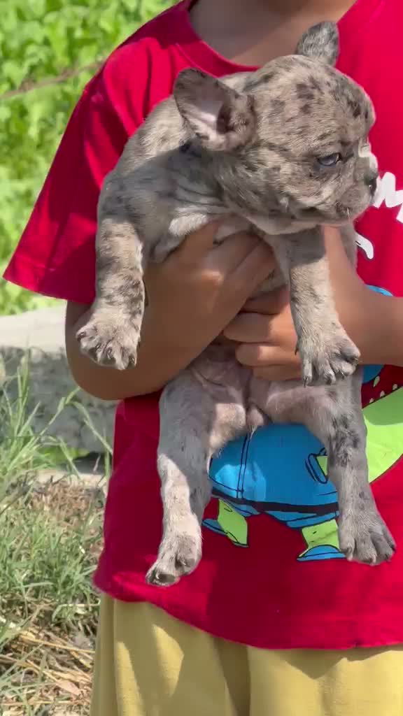 French Bulldog Puppy, farm video