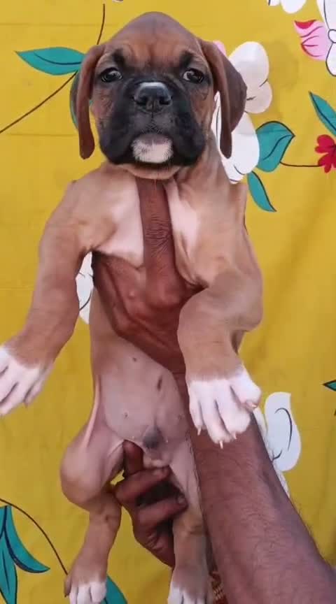 Boxer Puppy, farm video