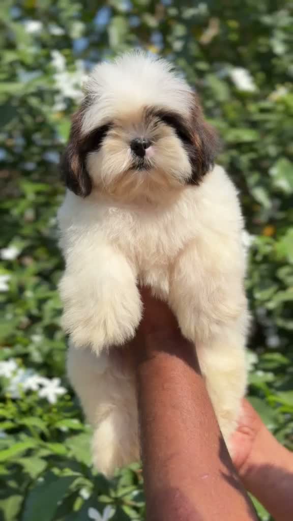 Shih Tzu | Black Color, farm video