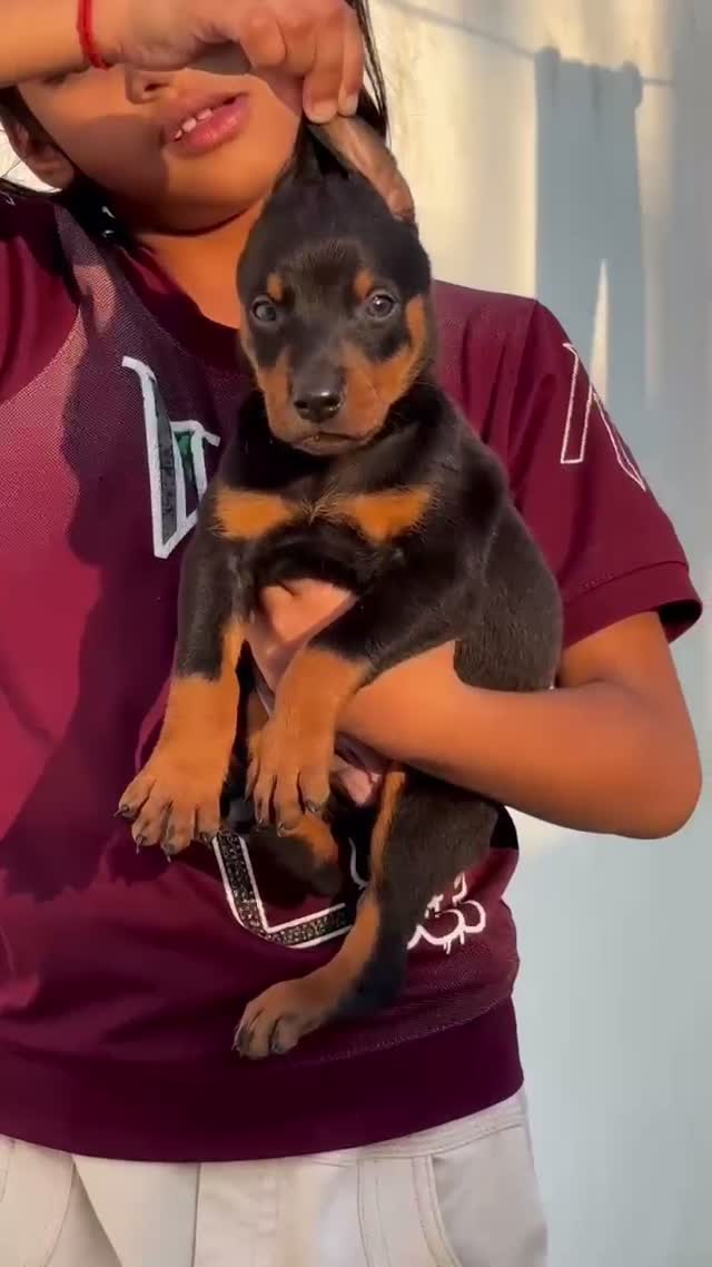 Doberman Pinscher Puppy, farm video