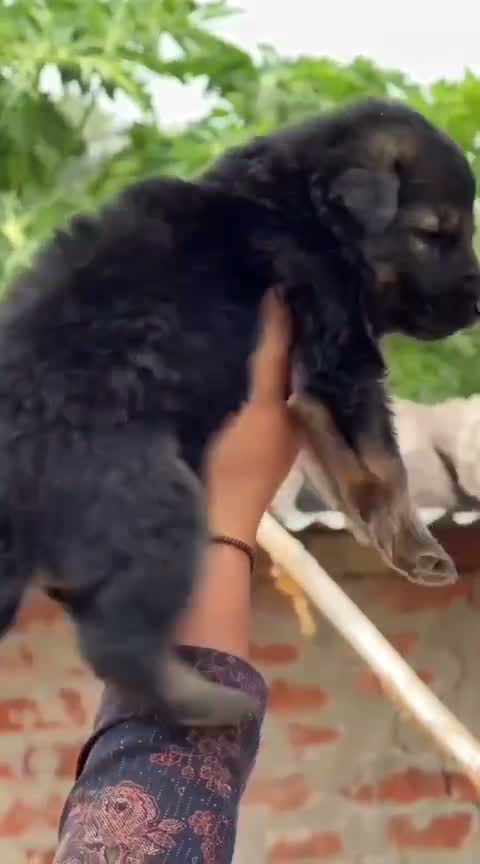 German Shepherd Puppy, farm video