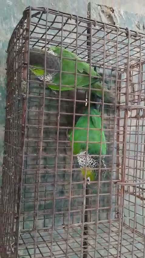 Black Capped Conure, farm video