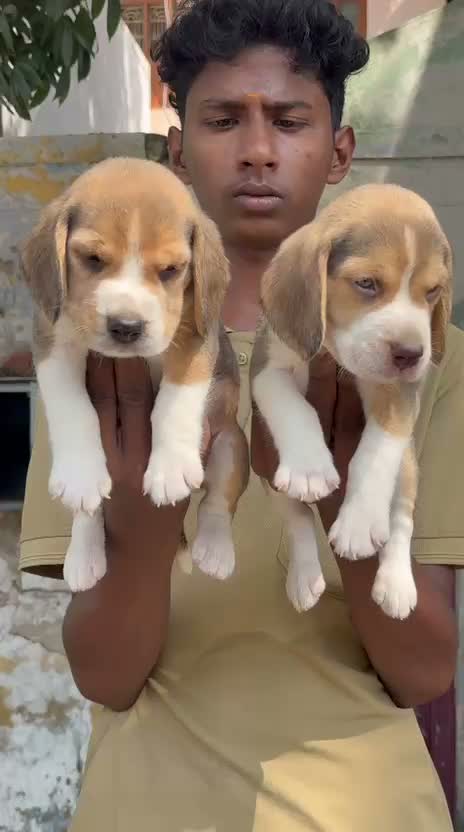 Dachshund Puppy | Brown & Tan, farm video