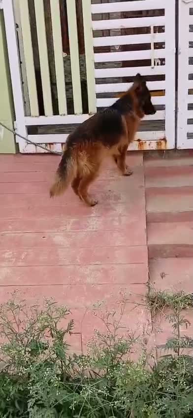Dachshund Puppy | Brown & Tan, farm video