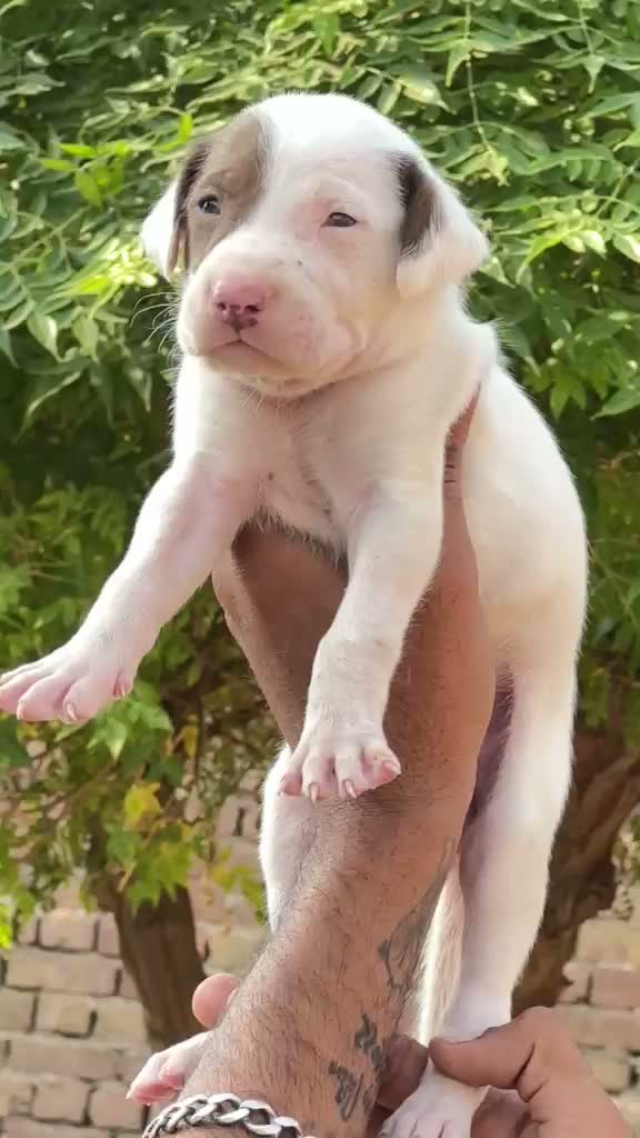 American Bully XXL Size Puppy, farm video