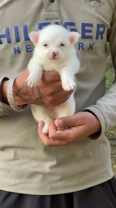 Dachshund Puppy | Brown, farm video