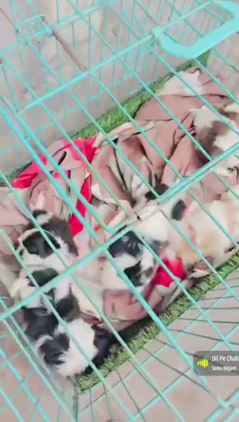 Dachshund Puppy | Brown, farm video