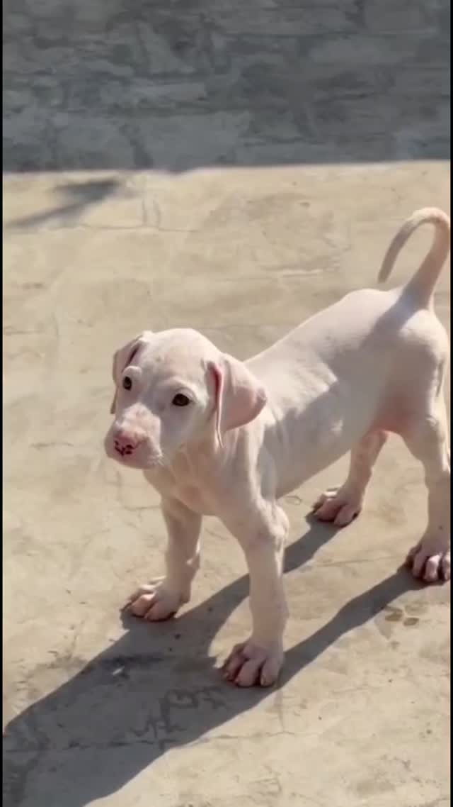 American Bully XL Size Puppy, farm video