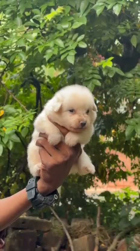 Pomeranian Puppy, farm video