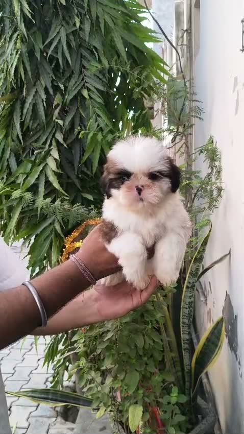 Shih Tzu | Black Color, farm video