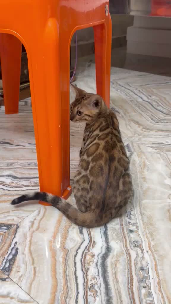 Bengal Kitten, farm video