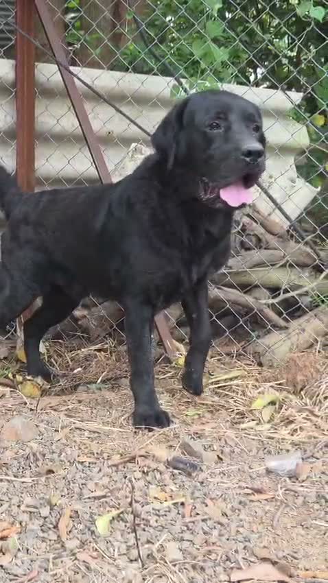 Beagle Black & Tan Puppy, farm video