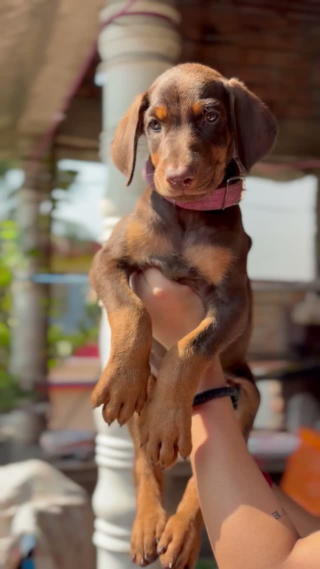 Doberman Pinscher Puppy, farm video