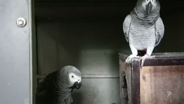 African Grey Parrot, farm video