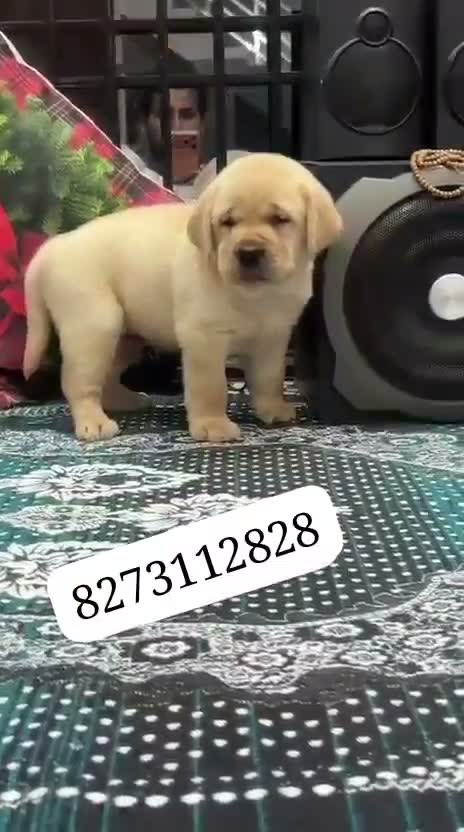 Beagle Black & Tan Puppy, farm video