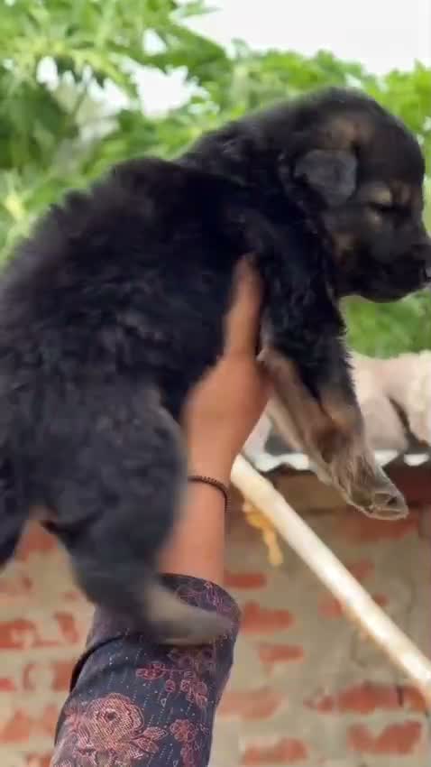 German Shepherd Puppy, farm video