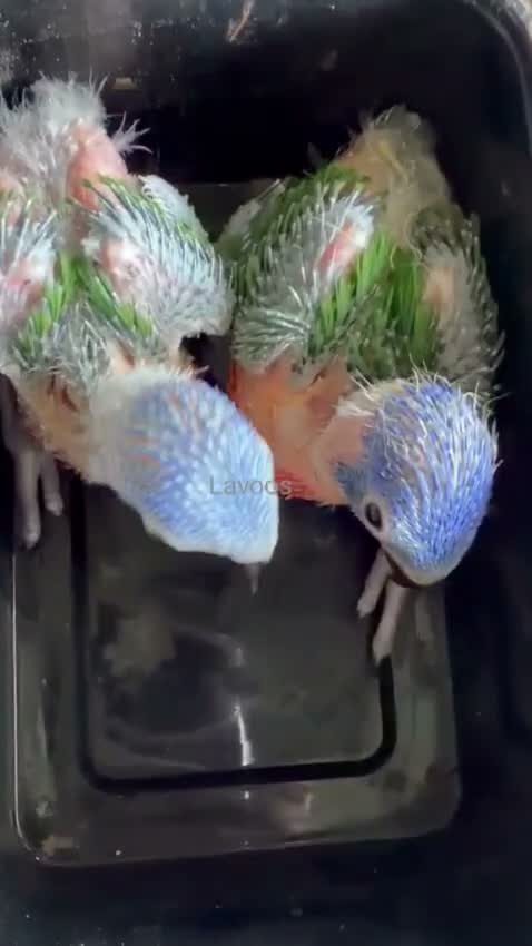 Red-rumped Parakeet, farm video