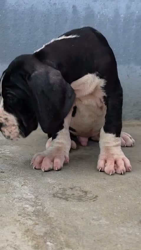 Pitbull Terrier Puppy, farm video